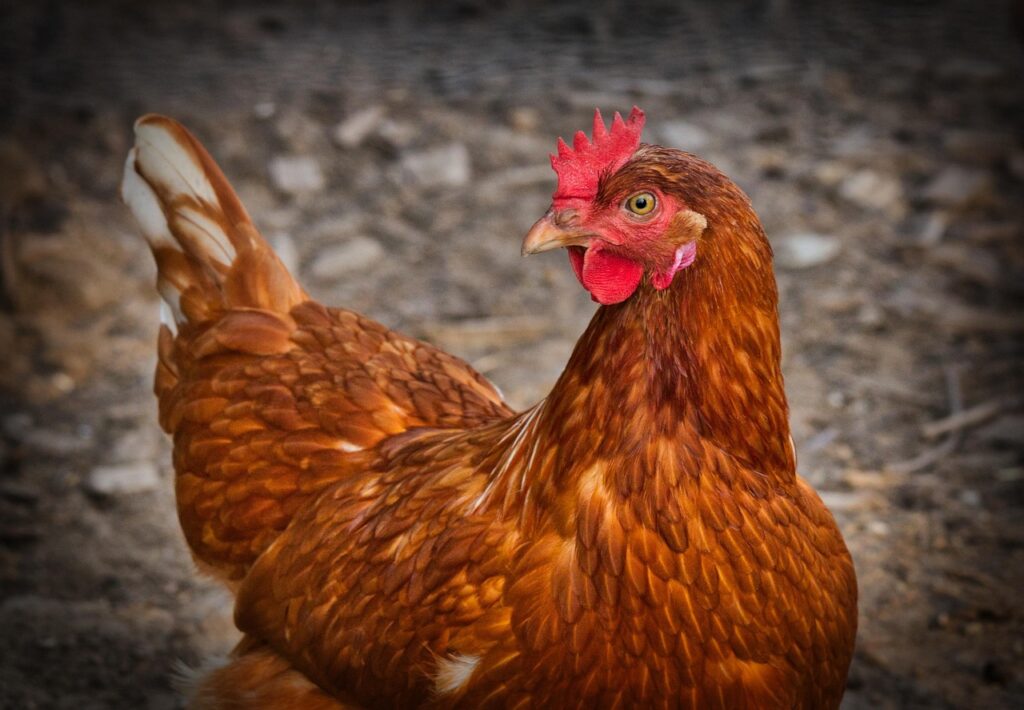 chicken, hen, animal, nature, poultry, farm, agriculture, feathers, plumage, livestock, farm animal