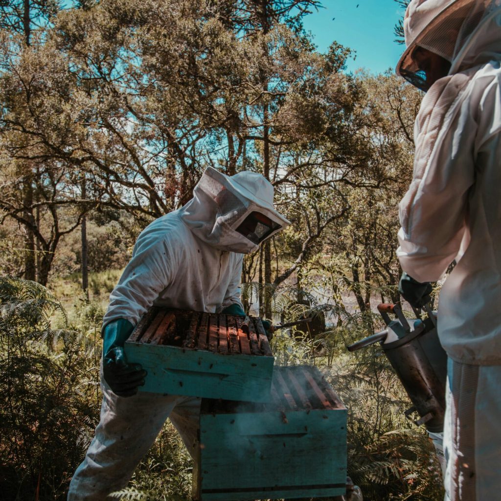 Two beekeepers in full suits tending to beehives in a sunlit forest, emphasizing nature and agriculture.